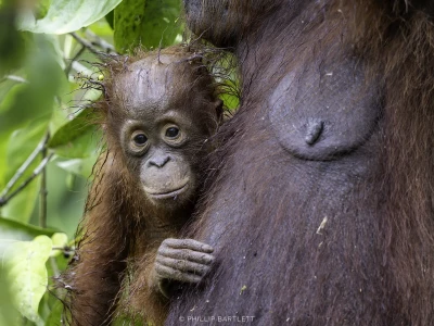 Orangutan Photo Tour Borneo