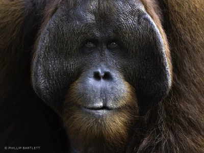 orangutan photo tours