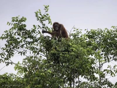 Orangutan Photo Workshop