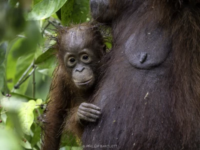 Orangutan Photography Tour