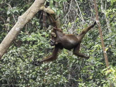 Orangutan Tour Borneo