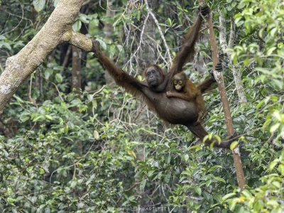 Orangutans Photo Workshops