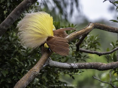 Paradise birds photo tour