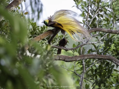 Photo tour birds of paradise