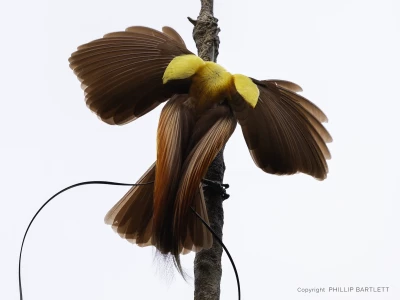 Photo tours birds of paradise