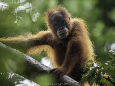 Photo Workshop Orangutan