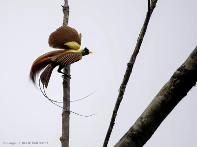 Photo workshops birds of paradise