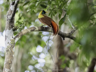 Photography tour bird of paradise