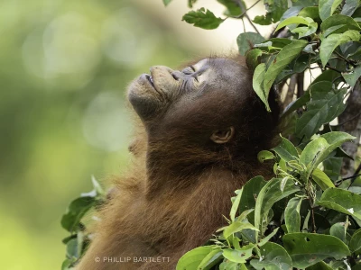 Photography Tour Orangutan