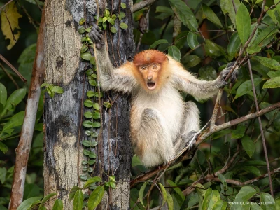 Proboscis Borneo Photo Tour