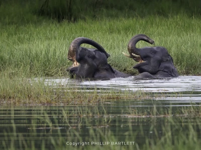 Sumatra Elephant Photo Tours