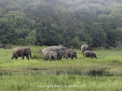 Sumatran Elephant Photo Tour