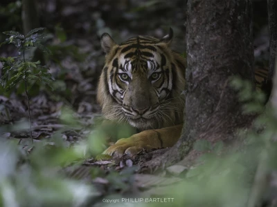 sumatran tiger photography