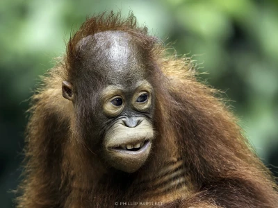 Tour Borneo Orangutans