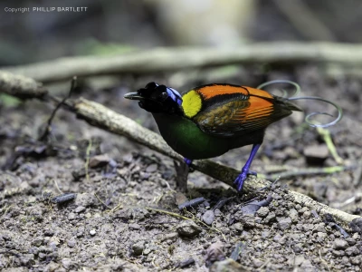 Wilsons bird of paradise